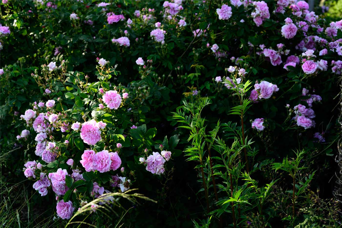 Geranium renardii 'Philippe Vapelle' vor Rosa glauca