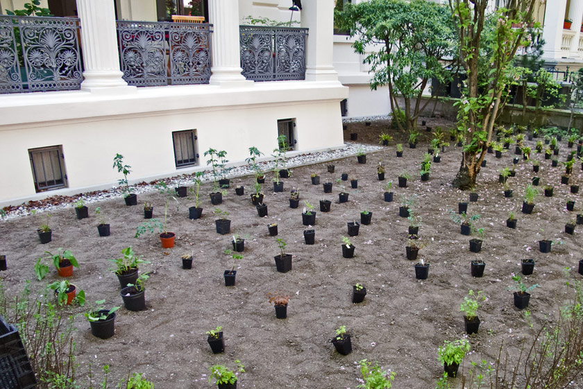 Stauden werden vor dem Einpflanzen im Beet positioniert – wichtiger Arbeitsschritt der Gartengestaltung.