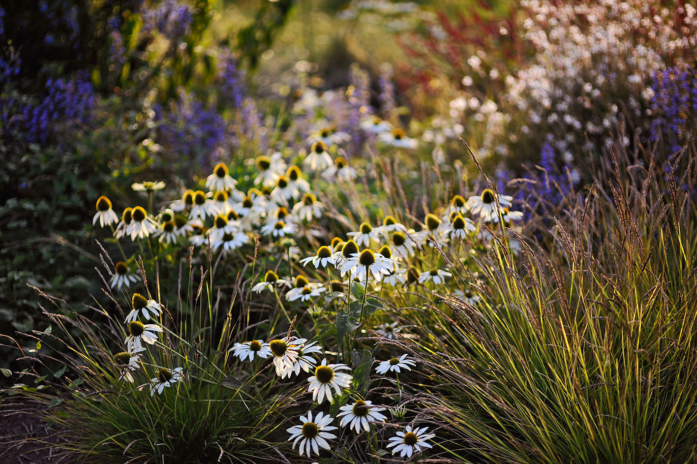 Echinacea purpurea 'Alba' mit Herbstkopfgras