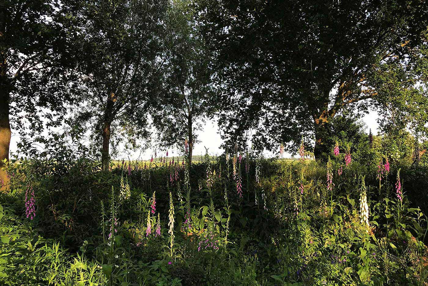 Bestandsaufnahme vor einer Gartenplanung in Viersen mit altem Baumbestand