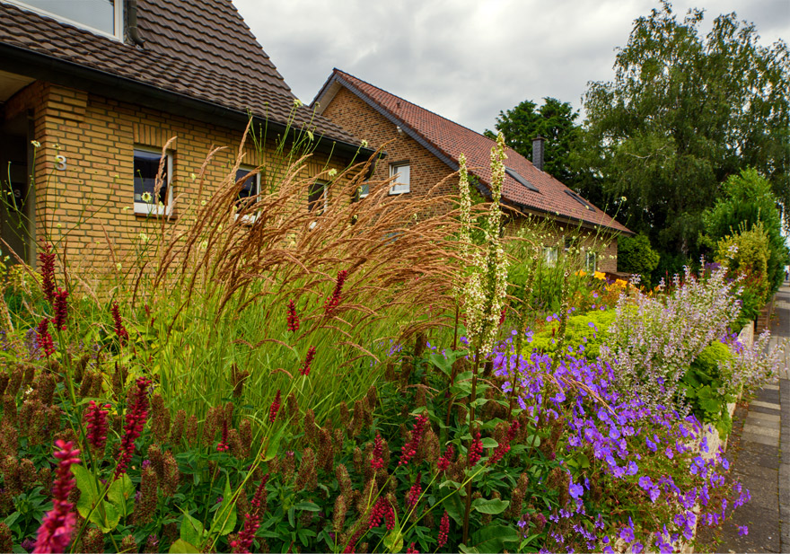 Pflegeleichter Vorgarten in Lobberich ohne Bewässerung, einmalige Mahd im Februar und zwei Jätedurchgänge pro Jahr