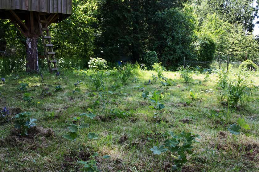 Testpflanzung zur Auswahl geeigneter Pflanzen für extensive Wiesenflächen.