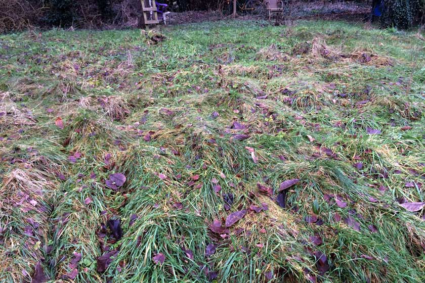 Die vorhandene Vegetation zeigt, welche Bedingungen der Standort bietet.