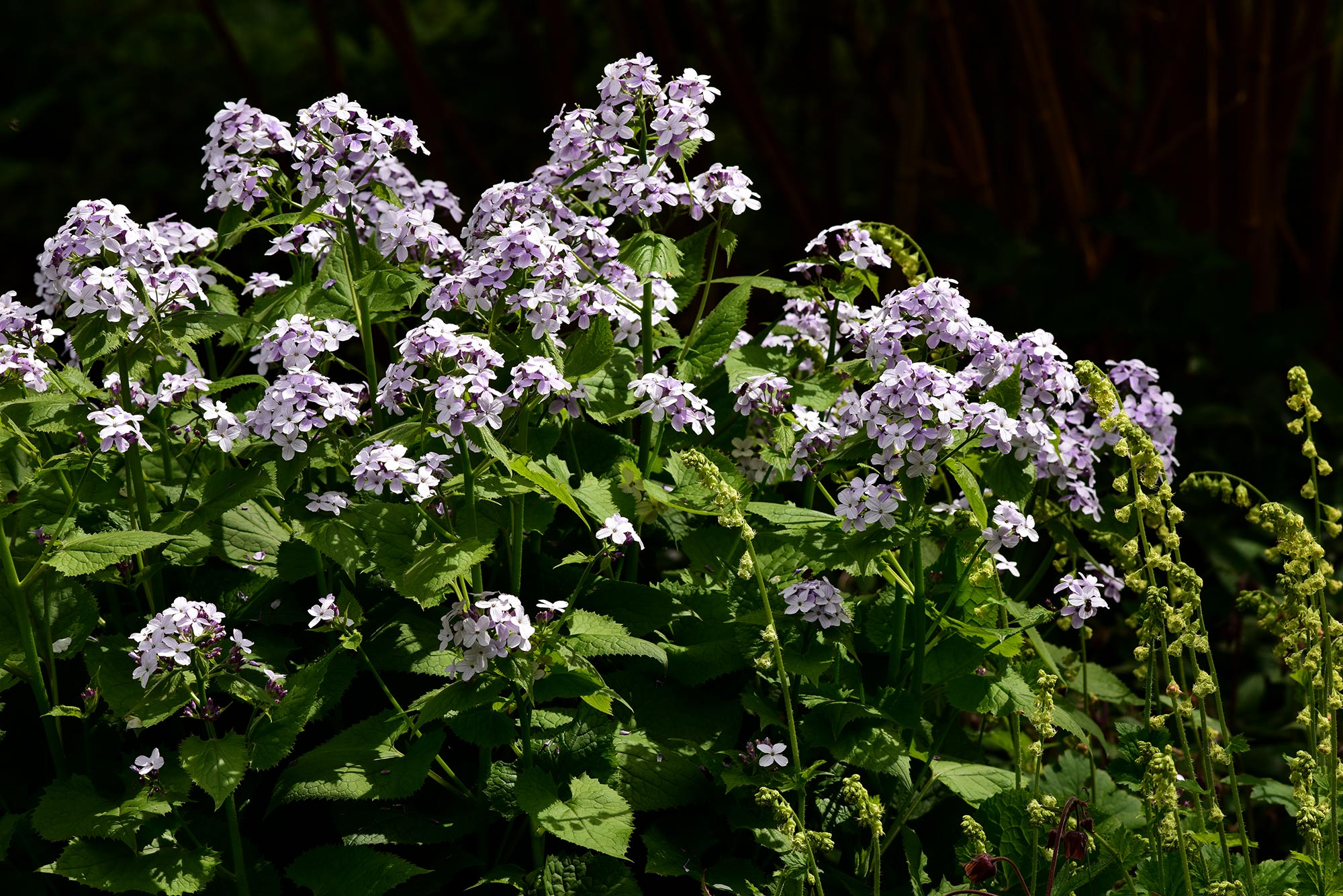 Zählt zu den duftenden Stauden: Lunaria rediviva Zählt zu den duftenden Stauden: Lunaria rediviva