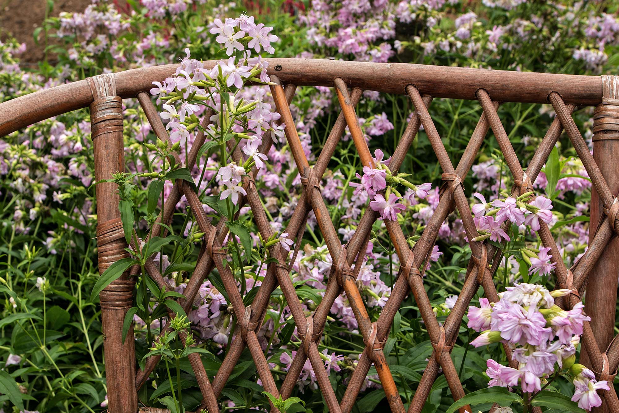 Saponaria officinalis, Echtes Seifenkraut hat nur eine Geselligkeit von 2, kann aber lästig werden.