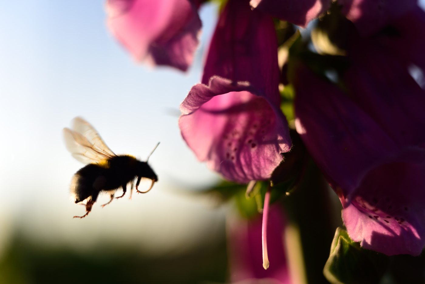 Hummeln lieben den Roten Fingerhut, der sich anderen Insekten verweigert