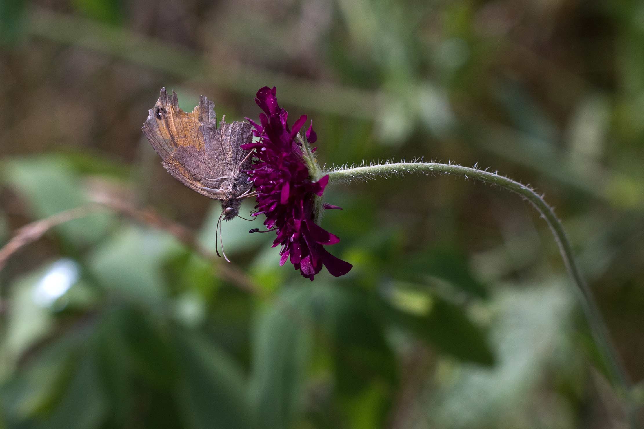 Kleines Wiesenvögelchen auf einer Mazedonischen Wittwenblume (Knautia macedonica) Kleines Wiesenvögelchen auf einer Mazedonischen Wittwenblume (Knautia macedonica)