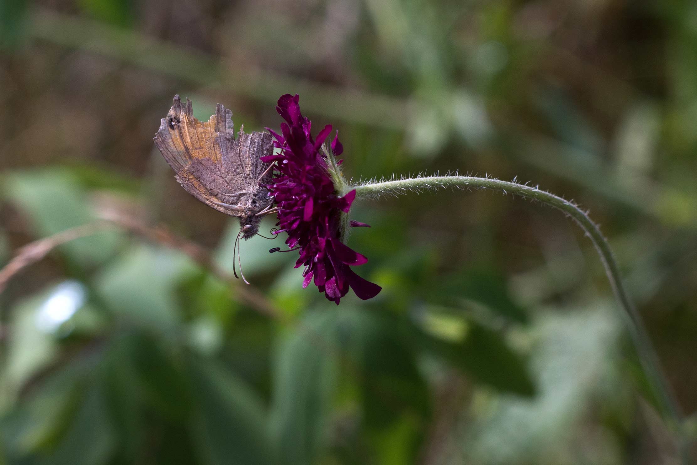 Kleines Wiesenvögelchen auf einer Mazedonischen Wittwenblume (Knautia macedonica)