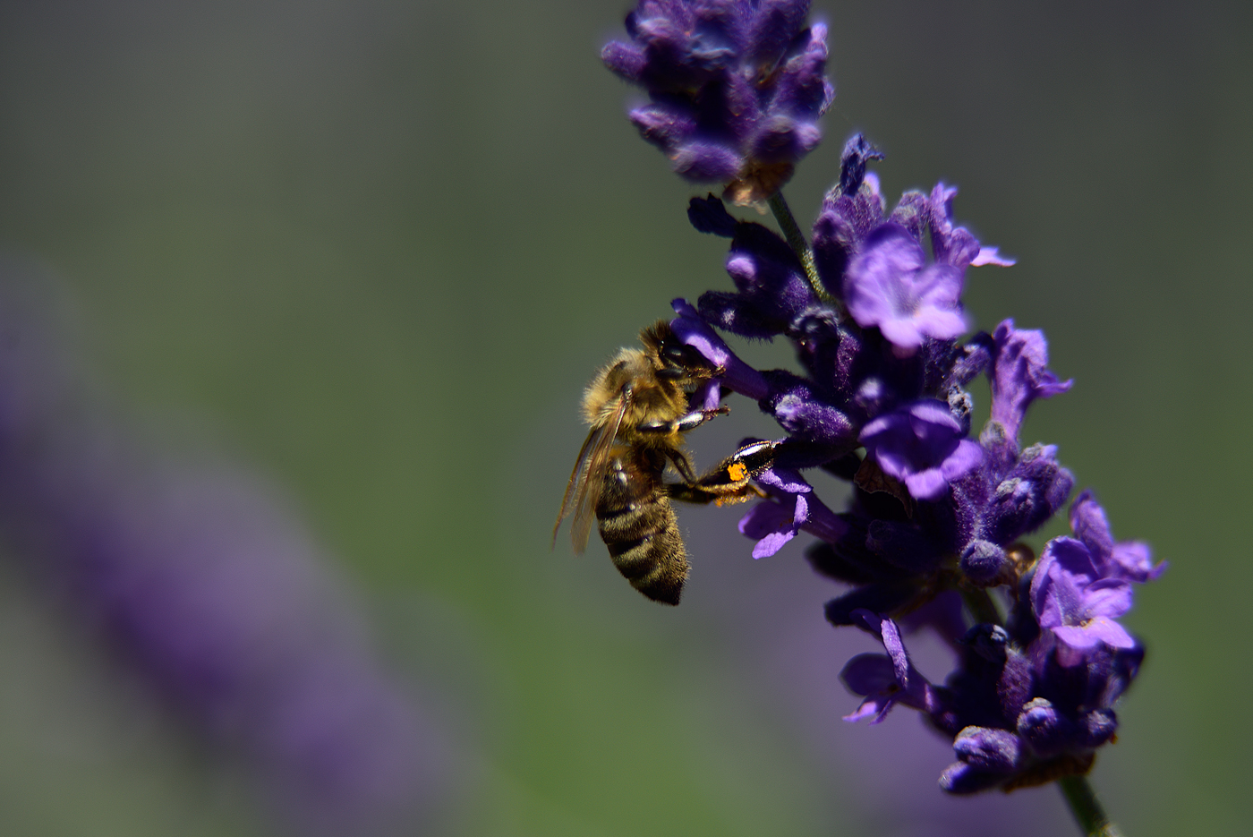 Je nach Region (Vegetationsdauer) wird Echter Lavendel nach dem letzten Frost und nach dem Höhepunkt der ersten Blüte geschnitten.