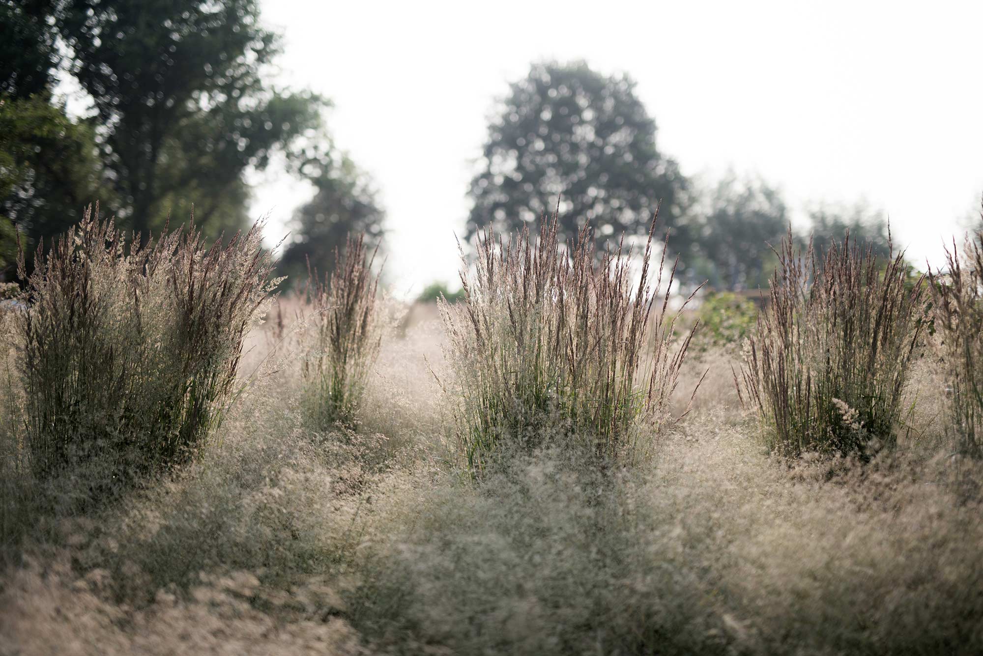 Calamagrostis acutiflora 'Karl Foerster' oder Calamagrostis ×acutiflora 'Karl Foerster' oder Calamagrostis × acutiflora 'Karl Foerster', Garten-Reitgras