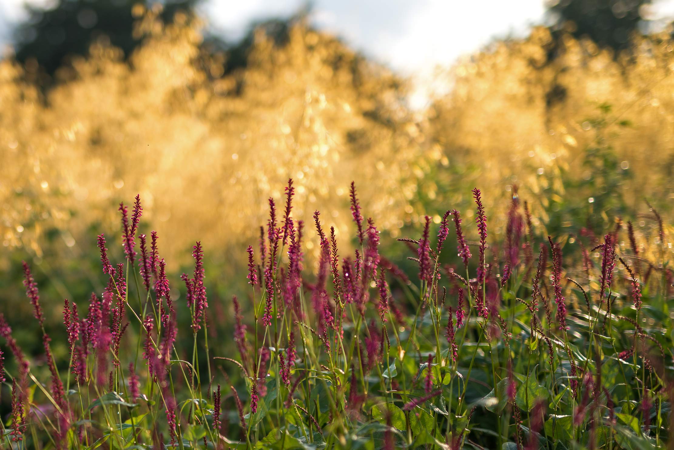 Stipa giganteaDrift als Hintergrund