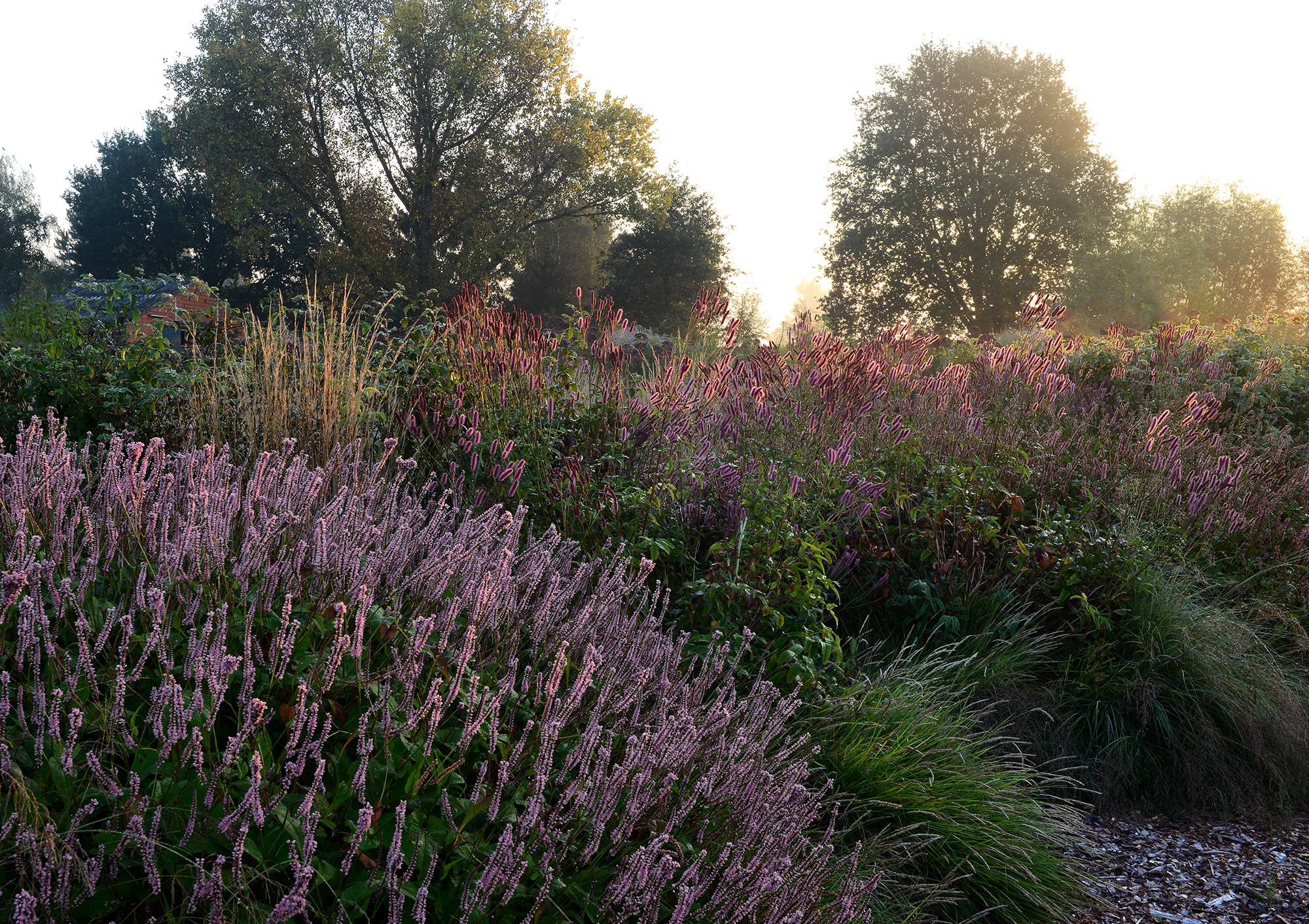 Blüte Bistorta amplexicaulis 'Fine Pink' im 4. Jahr ohne Pflege 
FOTO: © Jürgen Becker