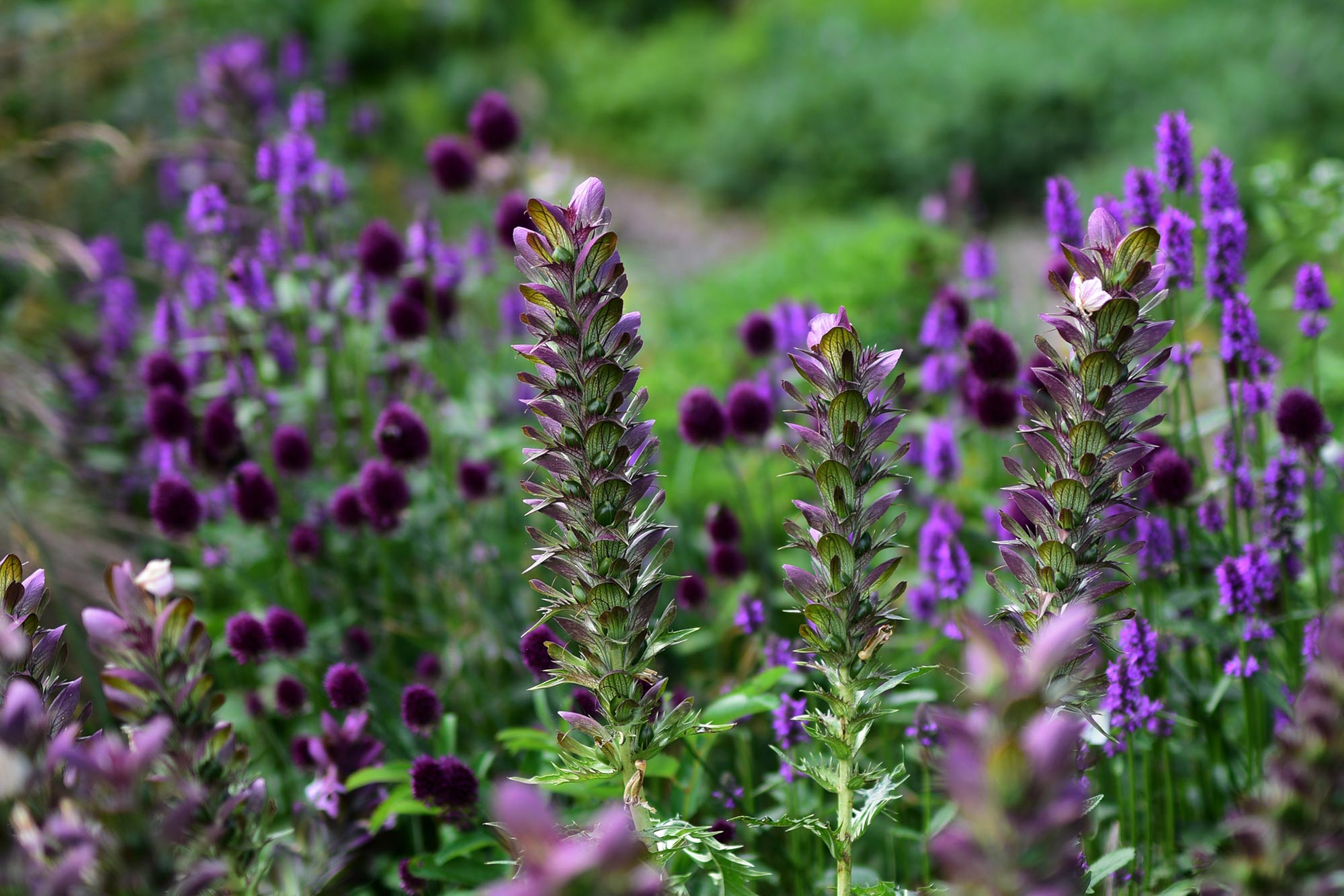 Schon vor der Blüte passt
Dorniger Bärenklau zum Farbspiel
von Echter Betonie und Kugellauch. Schon vor der Blüte passt
Dorniger Bärenklau zum Farbspiel
von Echter Betonie und Kugellauch.