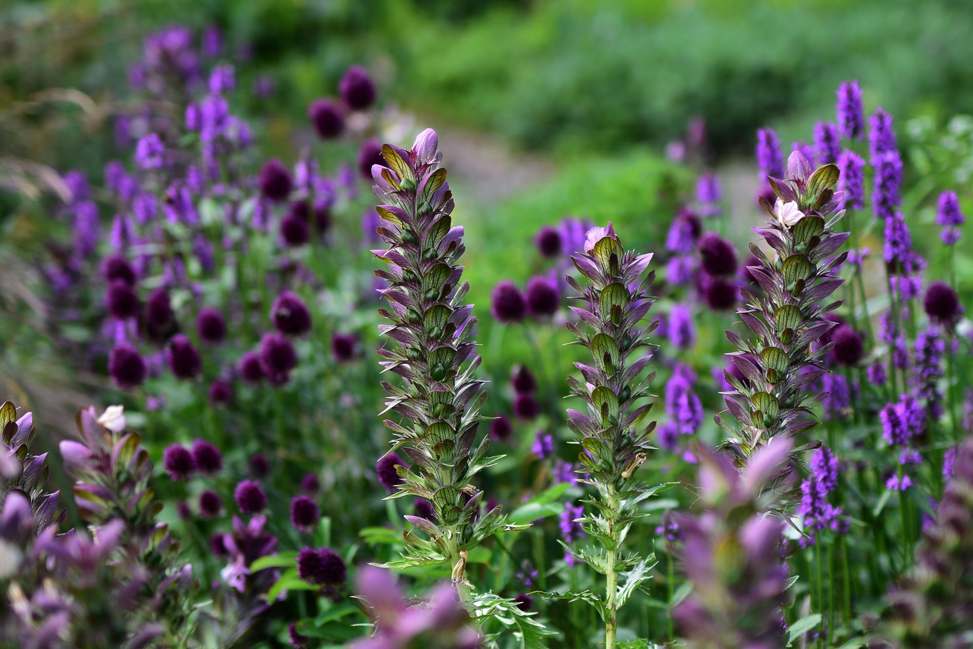 Schon vor der Blüte passt 
Dorniger Bärenklau zum Farbspiel 
von Echter Betonie und Kugellauch.