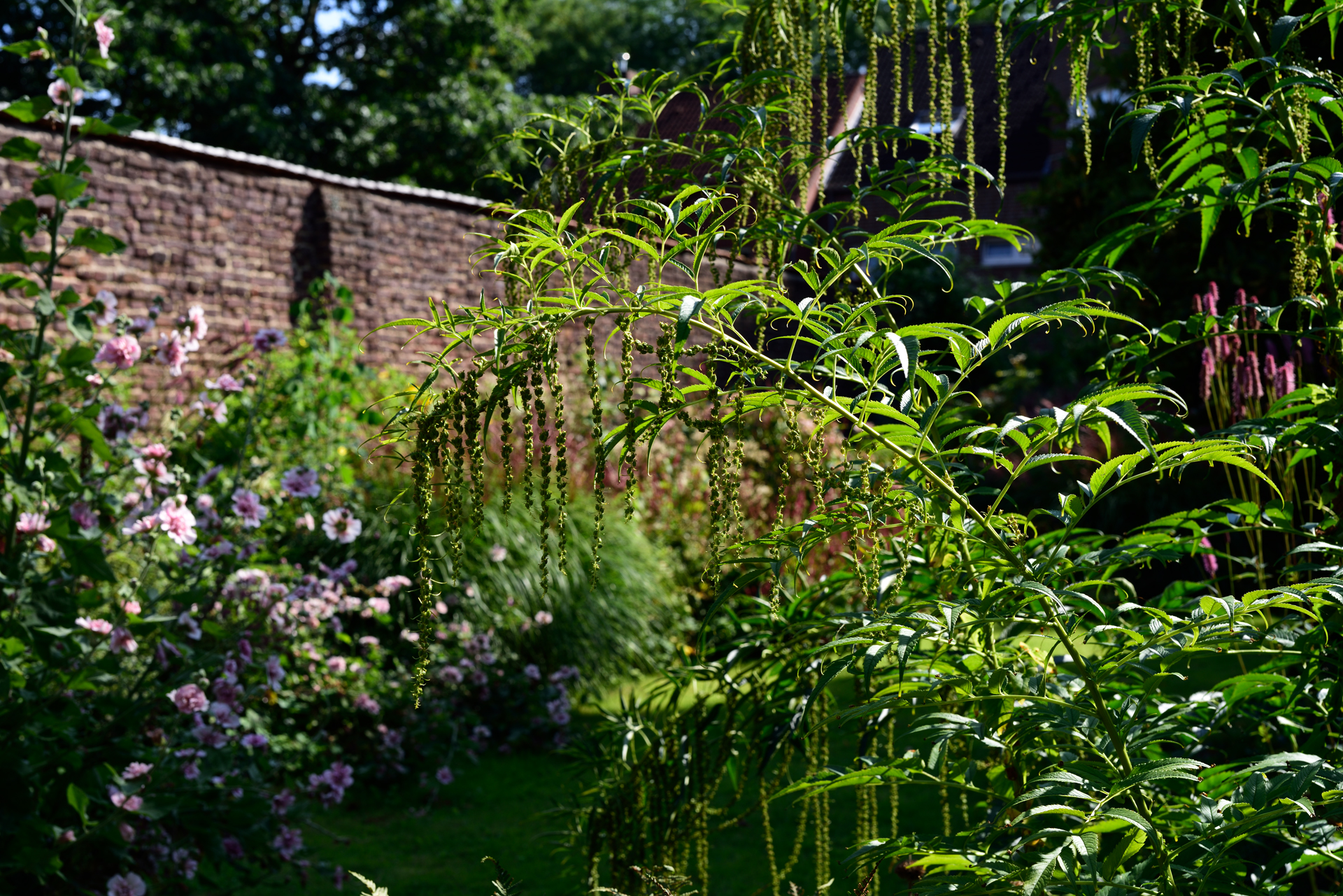 Der Gierschgarten - eine Gartenplanung mit Giersch Der Gierschgarten - eine Gartenplanung in Nettetal mit Giersch