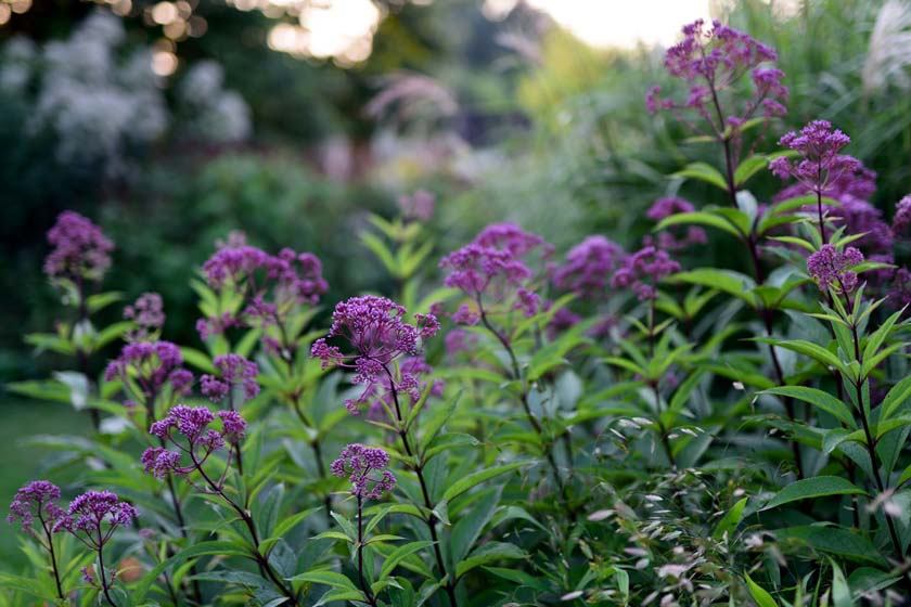 Eutrochium fistulosum