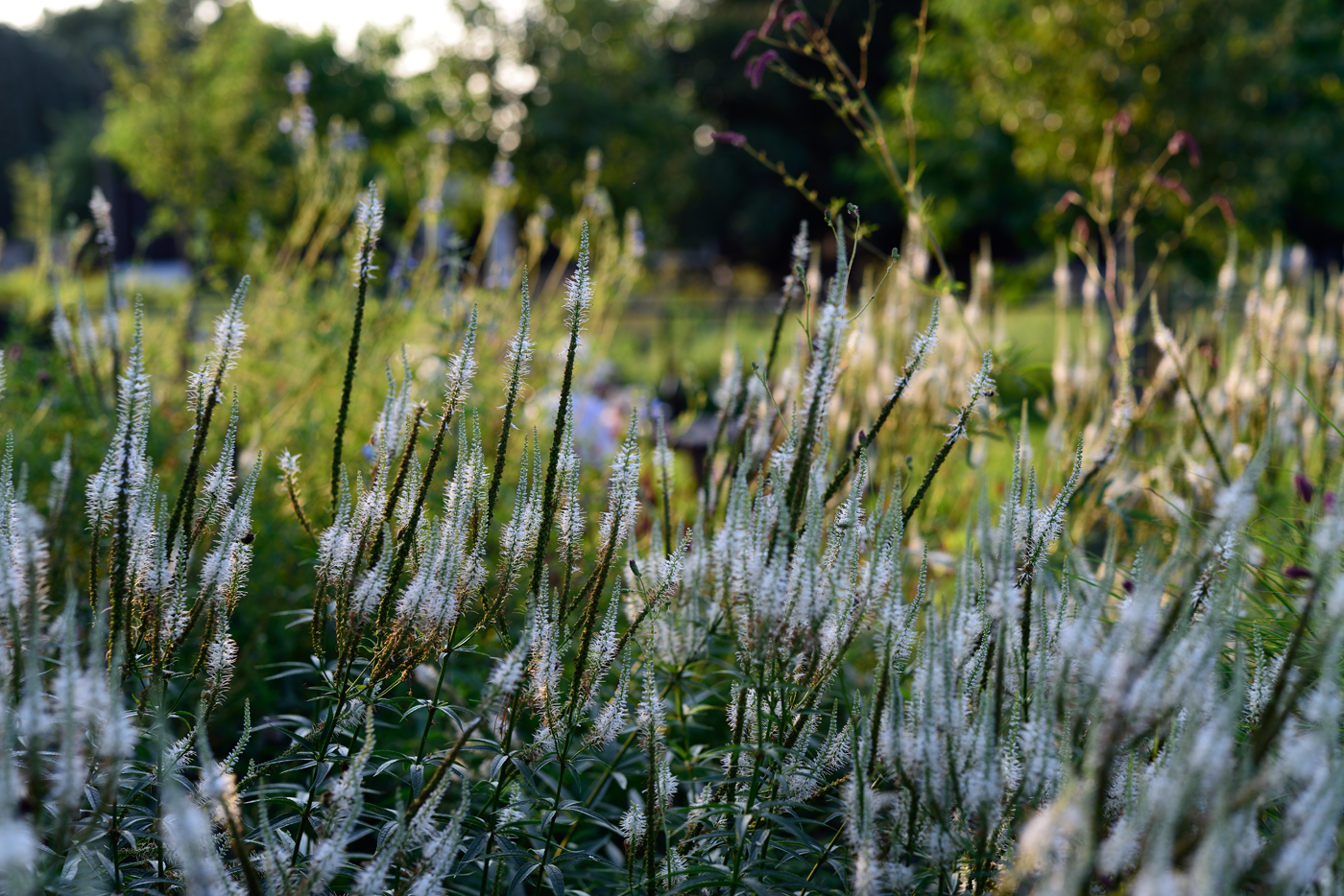 Ein größerer Bestand Veronicastrum virginicum trennt den kurltivierteren Teil eines Privatgartens am Niederrheinden vom wilden Teil.