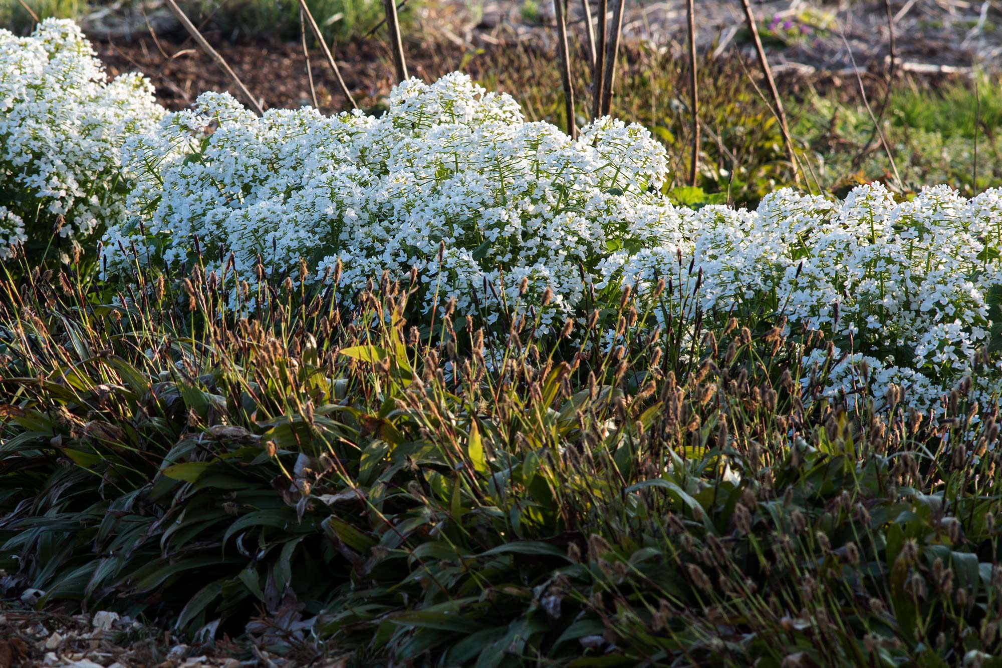 Pachyphragma macrophyllum
