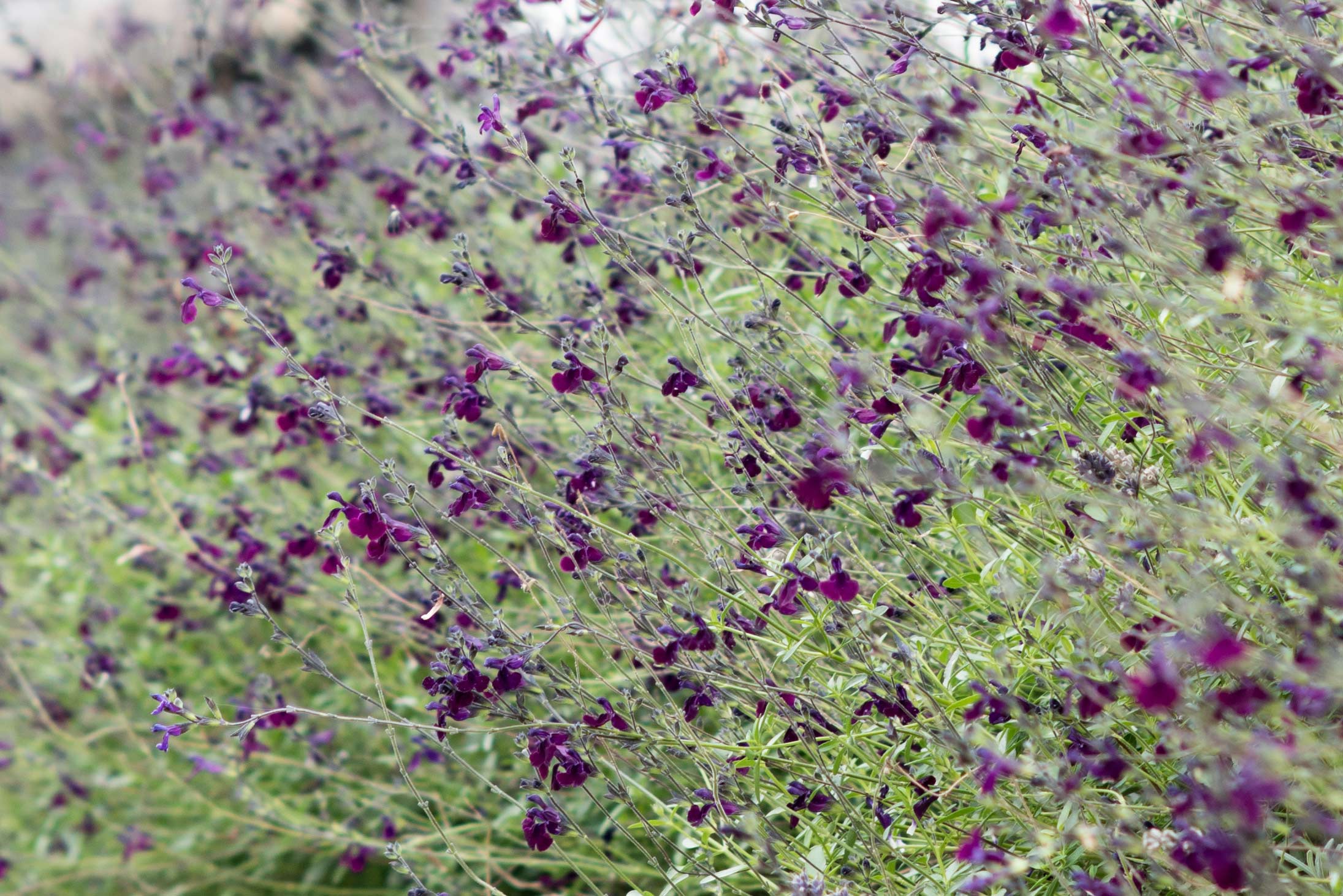 Salvia ×jamensis 'Nachtvlinder'