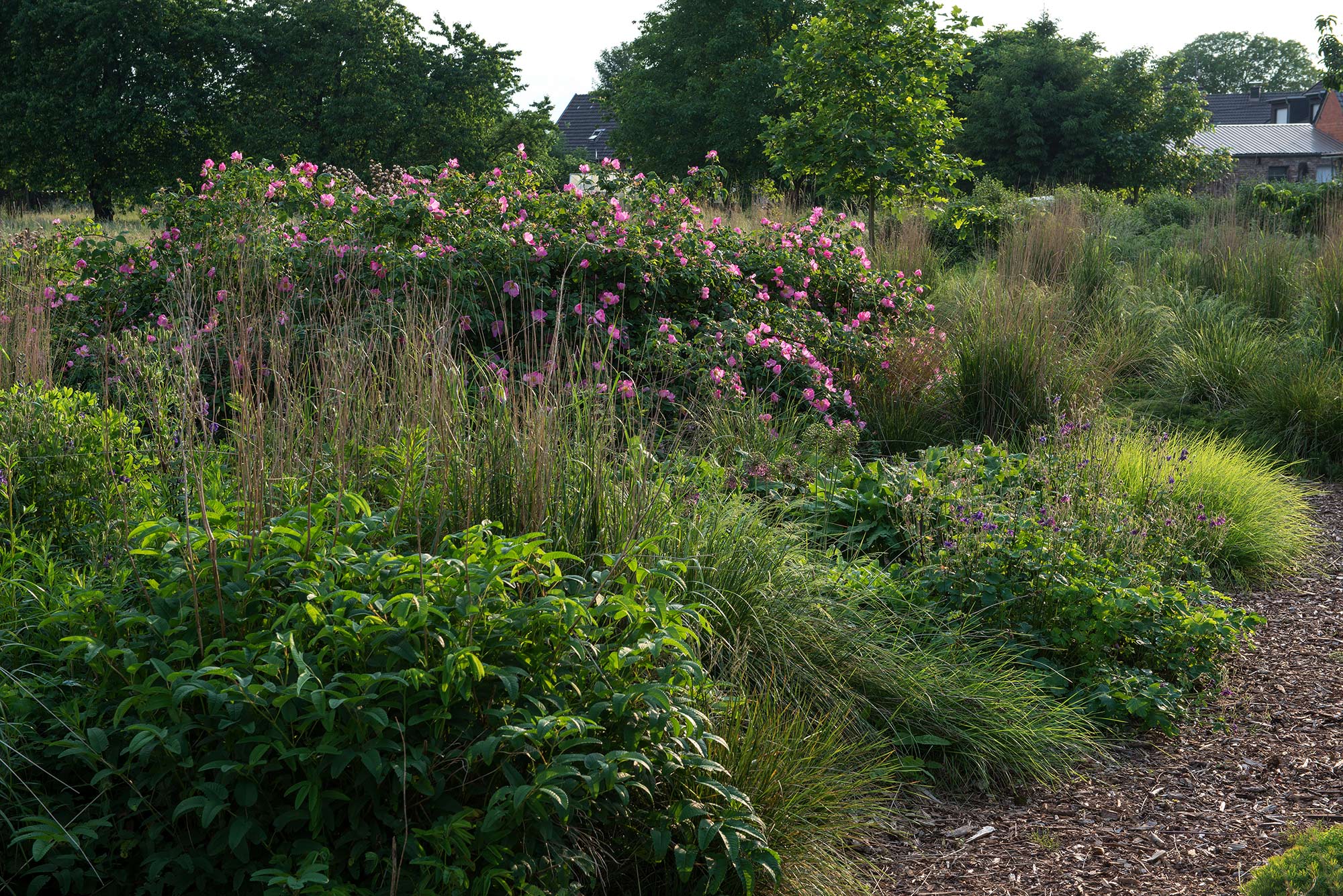 Selbst historische Rosen, wie hier Rosa gallica 'Complicata', passen zur naturalistischen Pflanzplanung.