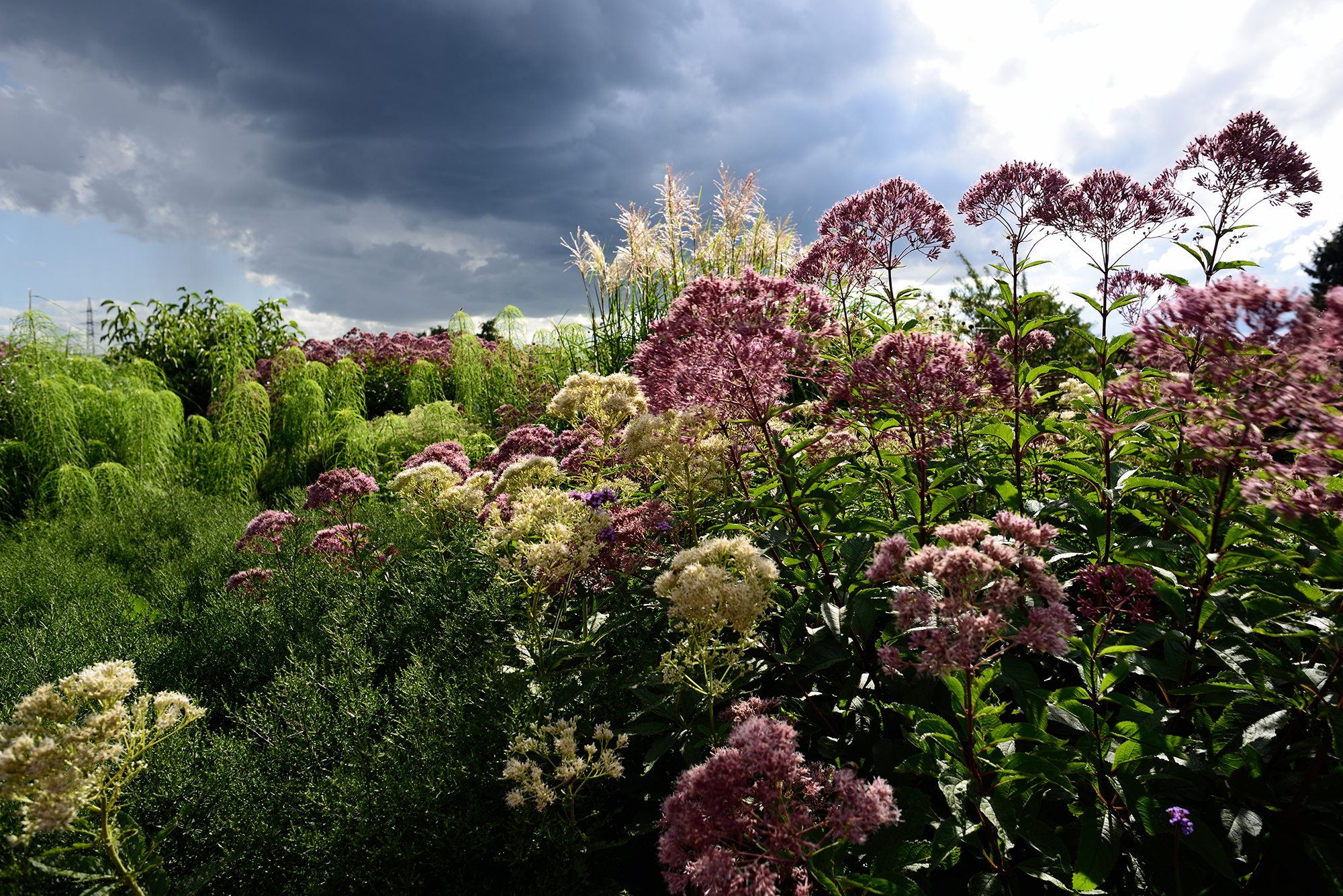 Sichtschutz mit Stauden im Garten Alst