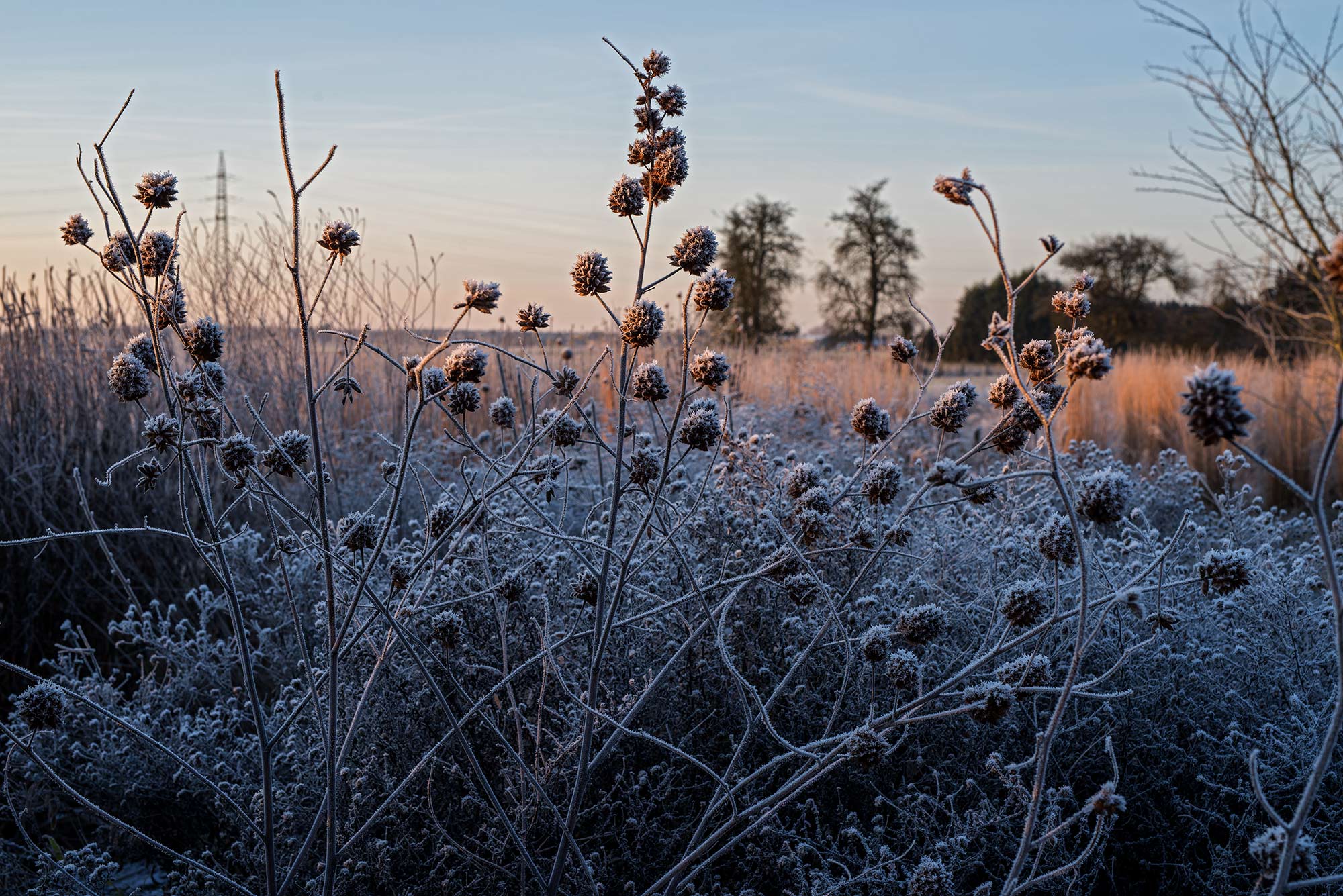 Raureif auf Samenständen von Glycyrrhiza yunnanensis im Winter