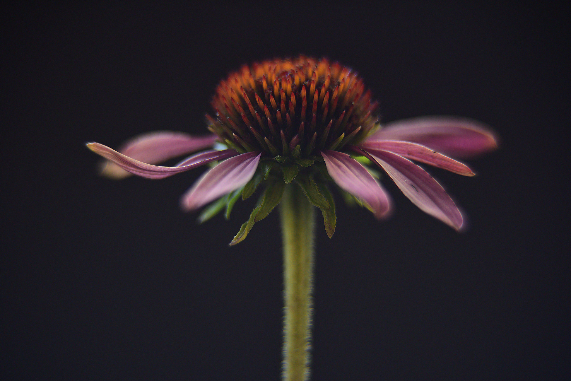 Echinacea purpurea