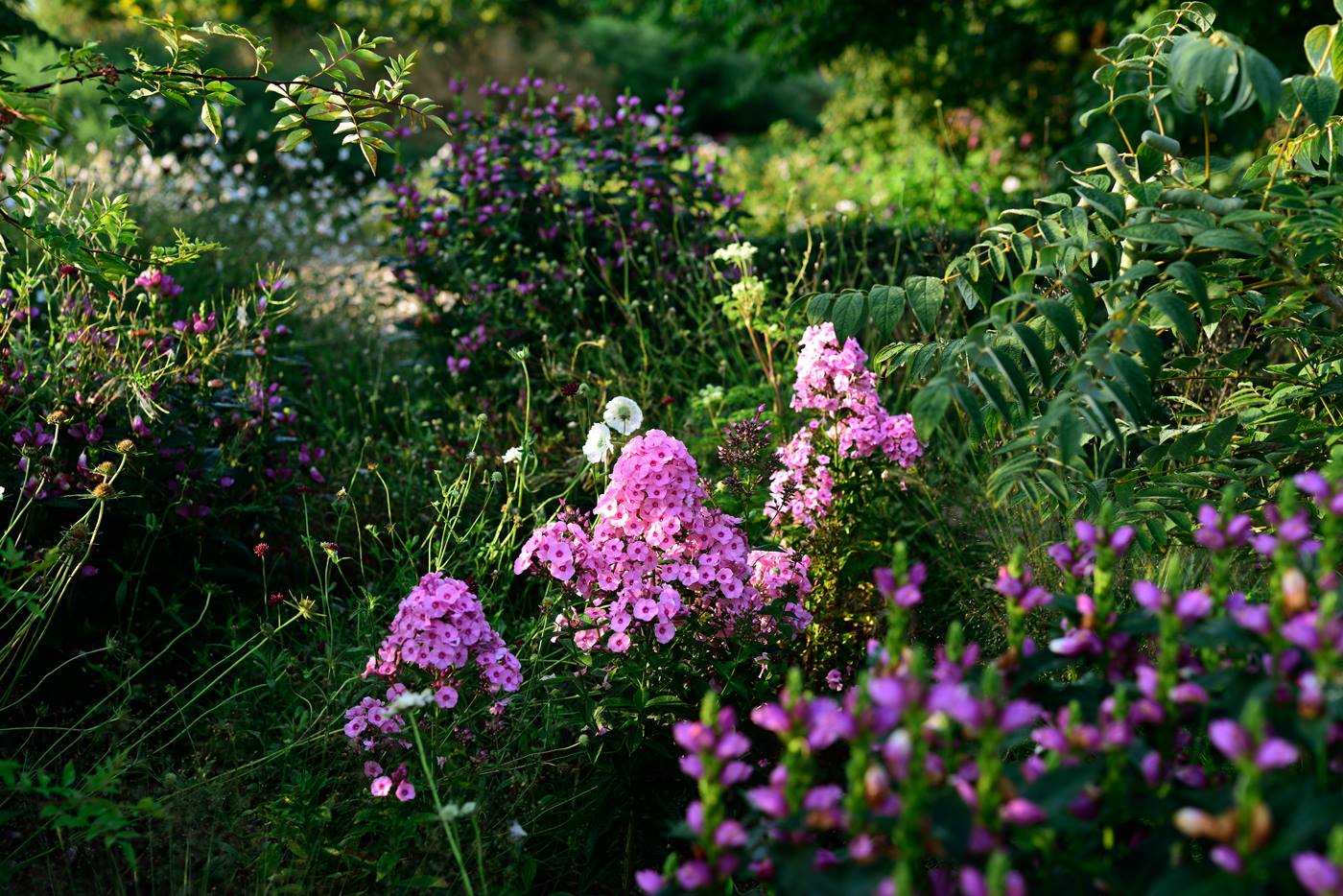 Phlox paniculata 'Alster Diamant'