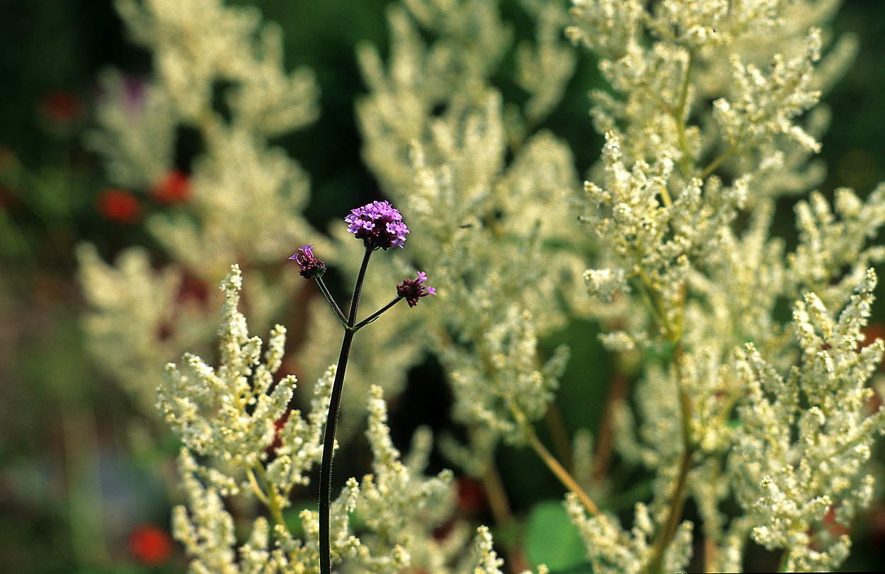 Eine winzige Blüte von Verbena bonariensis vor Aconogonon sp. (syn. Aconogonon ×fennicum) ‚Johanniswolke‘