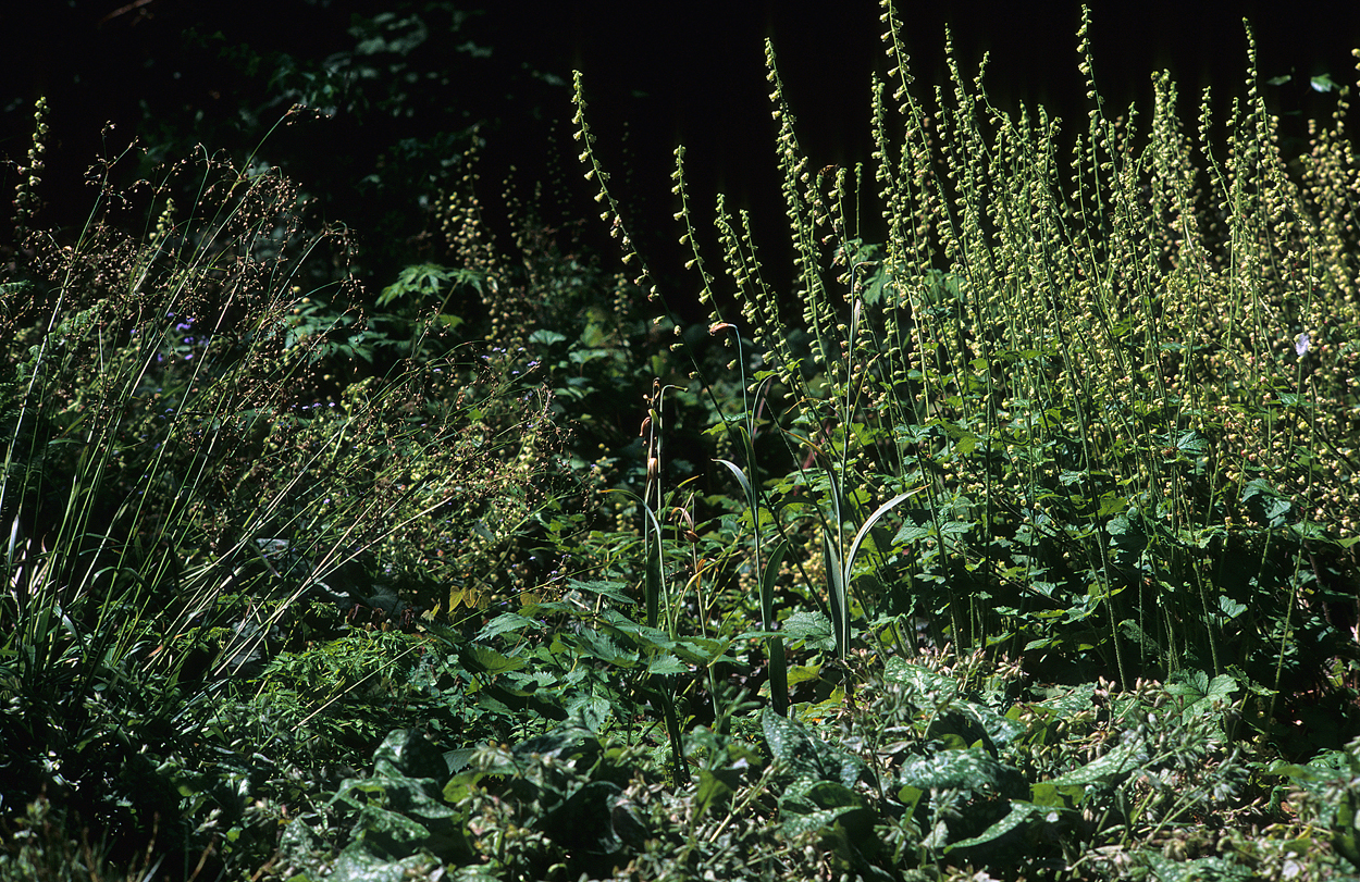 Luzula sylvatica mit Tellima grandiflora Rubra in der Morgensonne.