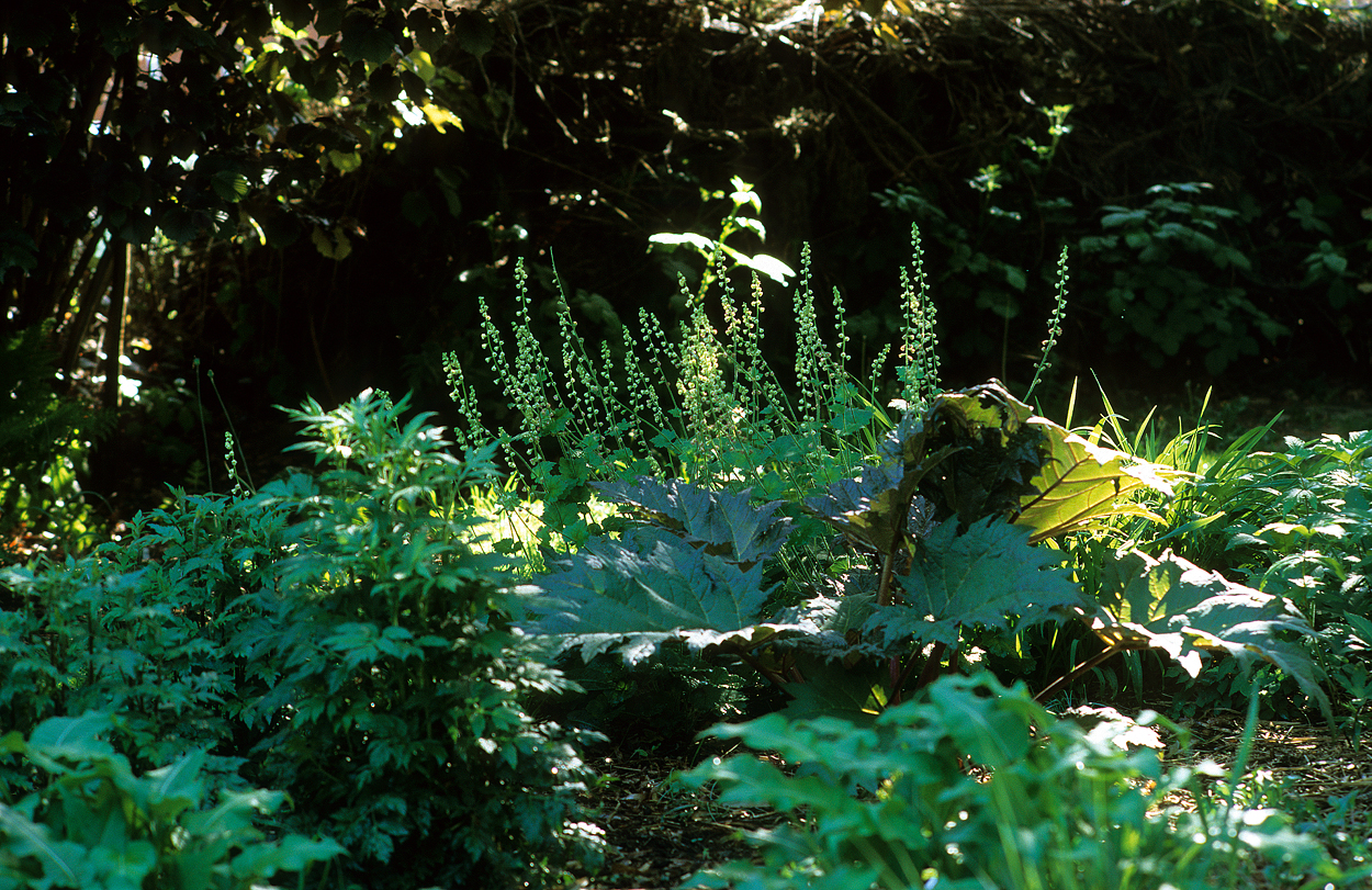Rheum palmatum und Tellima grandiflora in der Morgensonne.