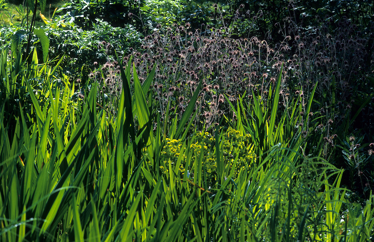 Ein kleiner Schwenk nach rechts zeigt eine Kombination aus Crocosmia xcrocosmiiflora 'Lucifer', Crocosmia masonorum und Chasmanthium latifolium, dem Plattährengras.