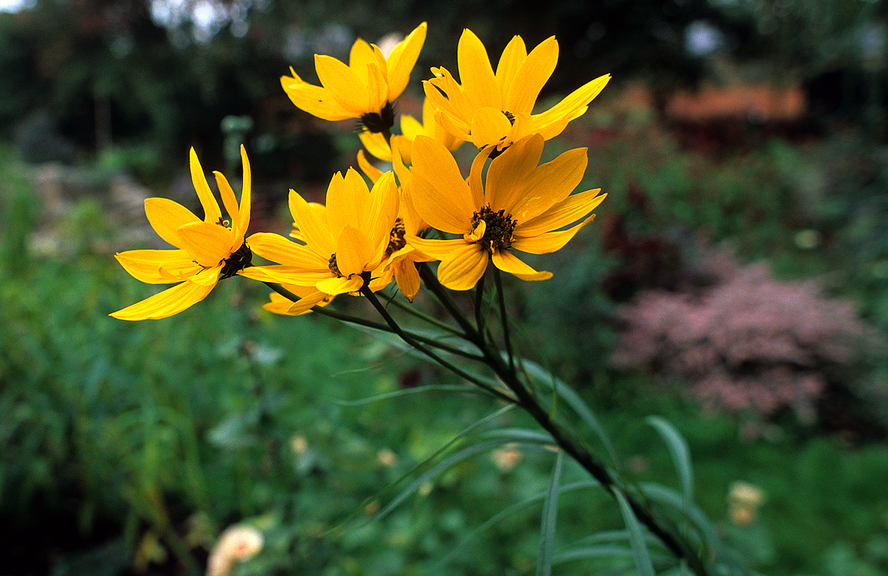 Blüte von Helianthus salicifolius