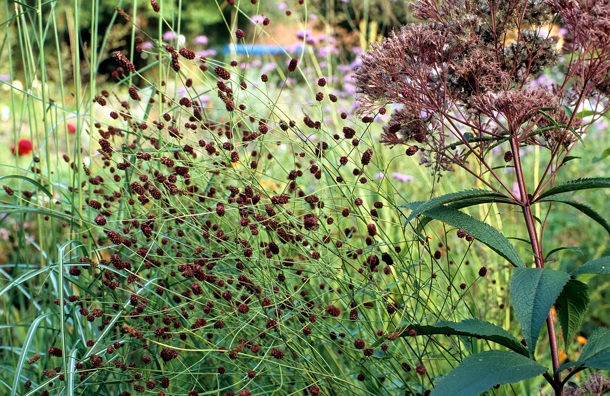 Sanguisorba officinalis 'Red Thunder', Miscanthus sinensis 'Hermann Müssel‘, Eutrochium fistulosum 'Riesenschirm‘ vor Eutrochium fistolosum 'Atropurpureum‘.