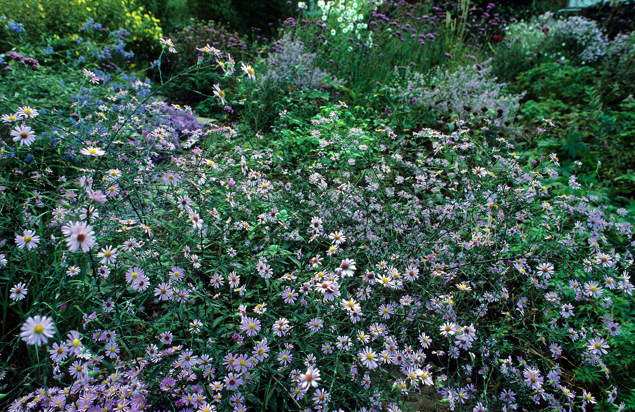 Eine wunderschöne Aster und sehr anspruchsvoll zu fotografieren: Symphyotrichum laeve