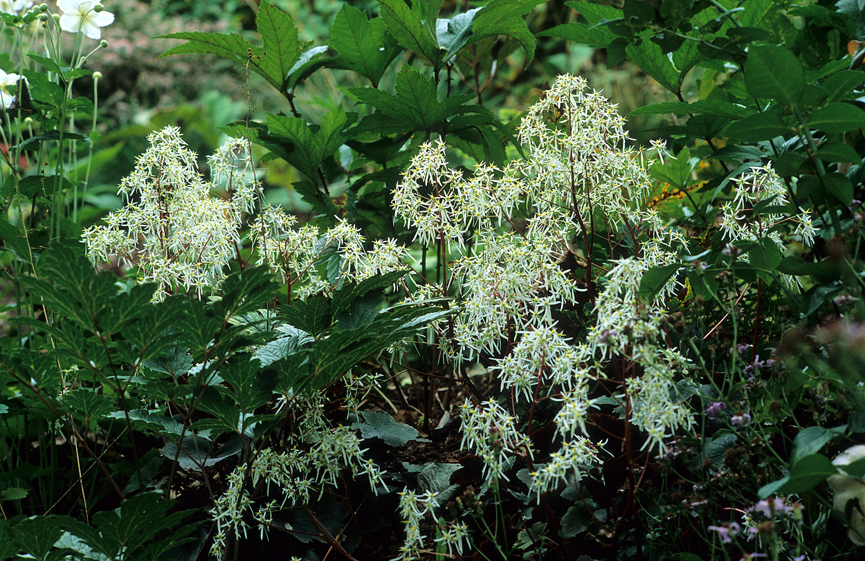 Saxifraga cortusifolia var. fortunei unter Cimicifuga simplex 'Brunette'.