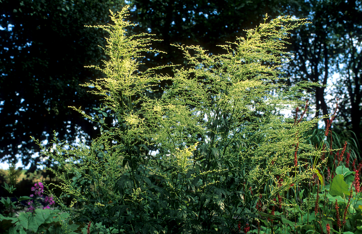 Artemisia lactiflora 'Elfenbein'