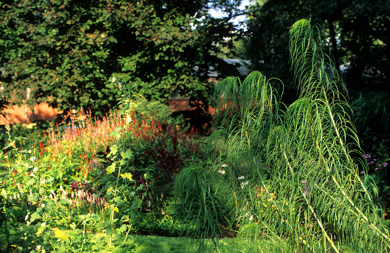 Helianthus salicifolius