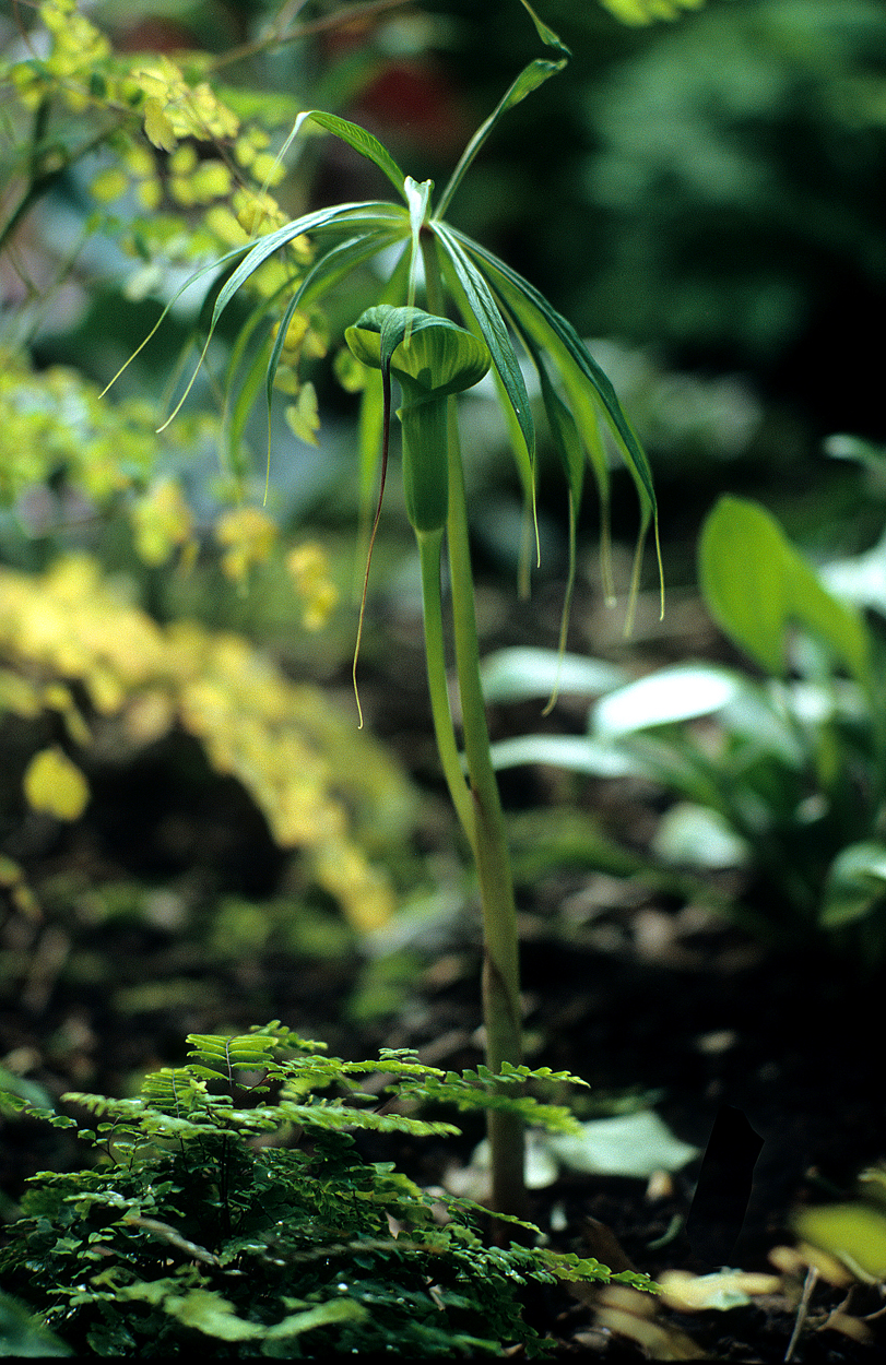 Arisaema erubescens (?) im ersten Jahr.