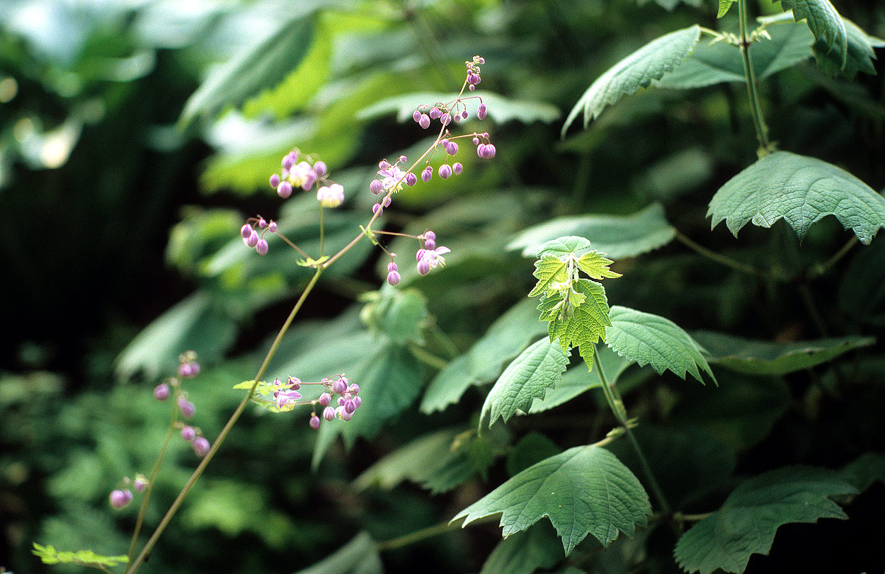 Boehmeria platanifolia ist trotz unscheinbarer Blüte sehr wirkungsvoll und verübelt auch einen trockenen Standort nicht.
