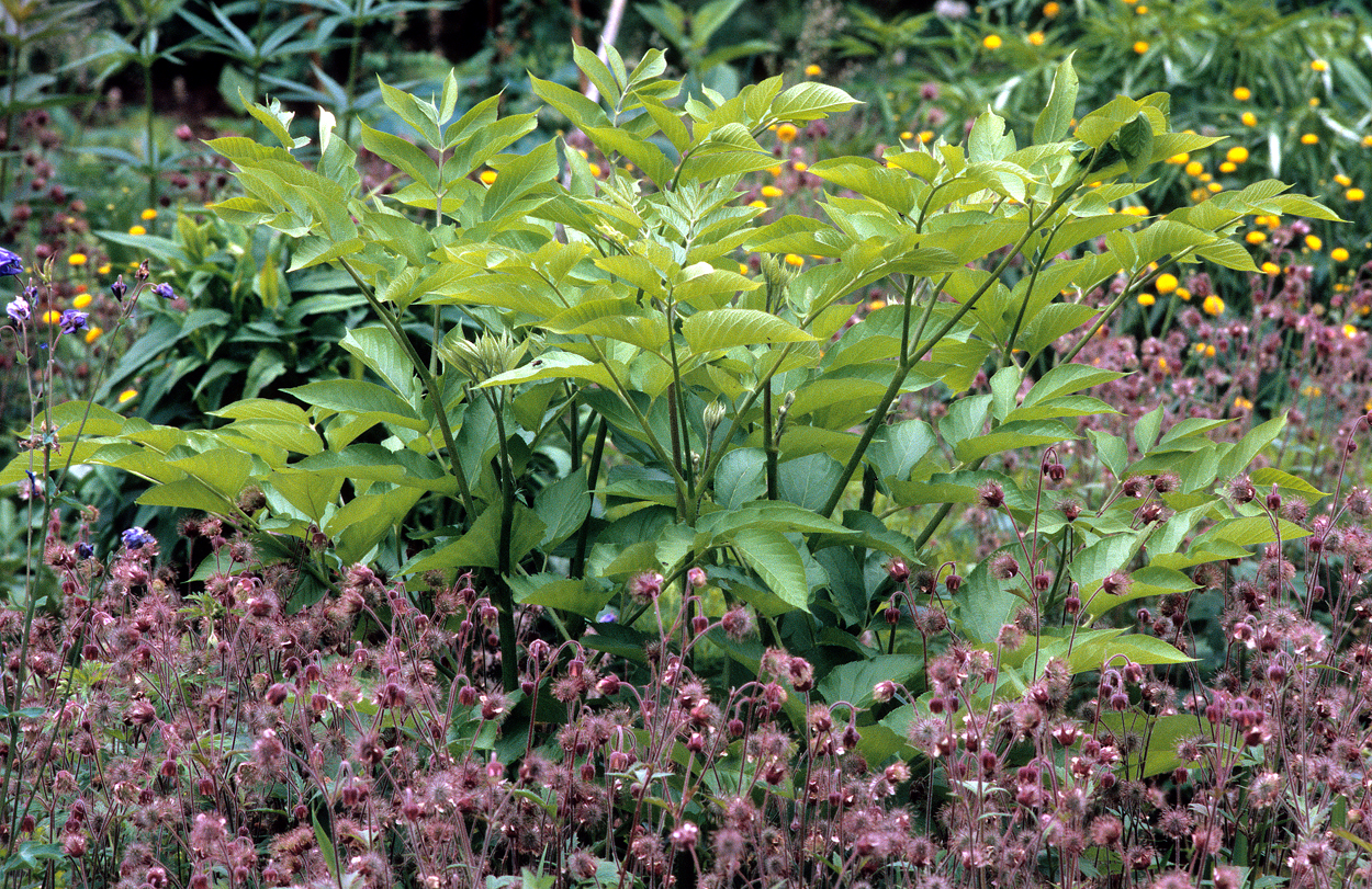 Aralia californica mit Geum rivale und Ranunculus acris 'Multiplex'