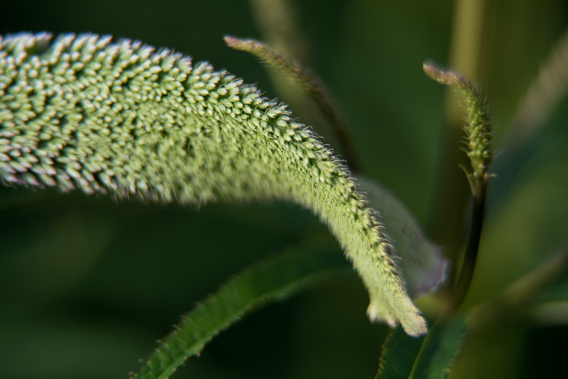 Veronicastrum virginicum 'Lavendelturm'