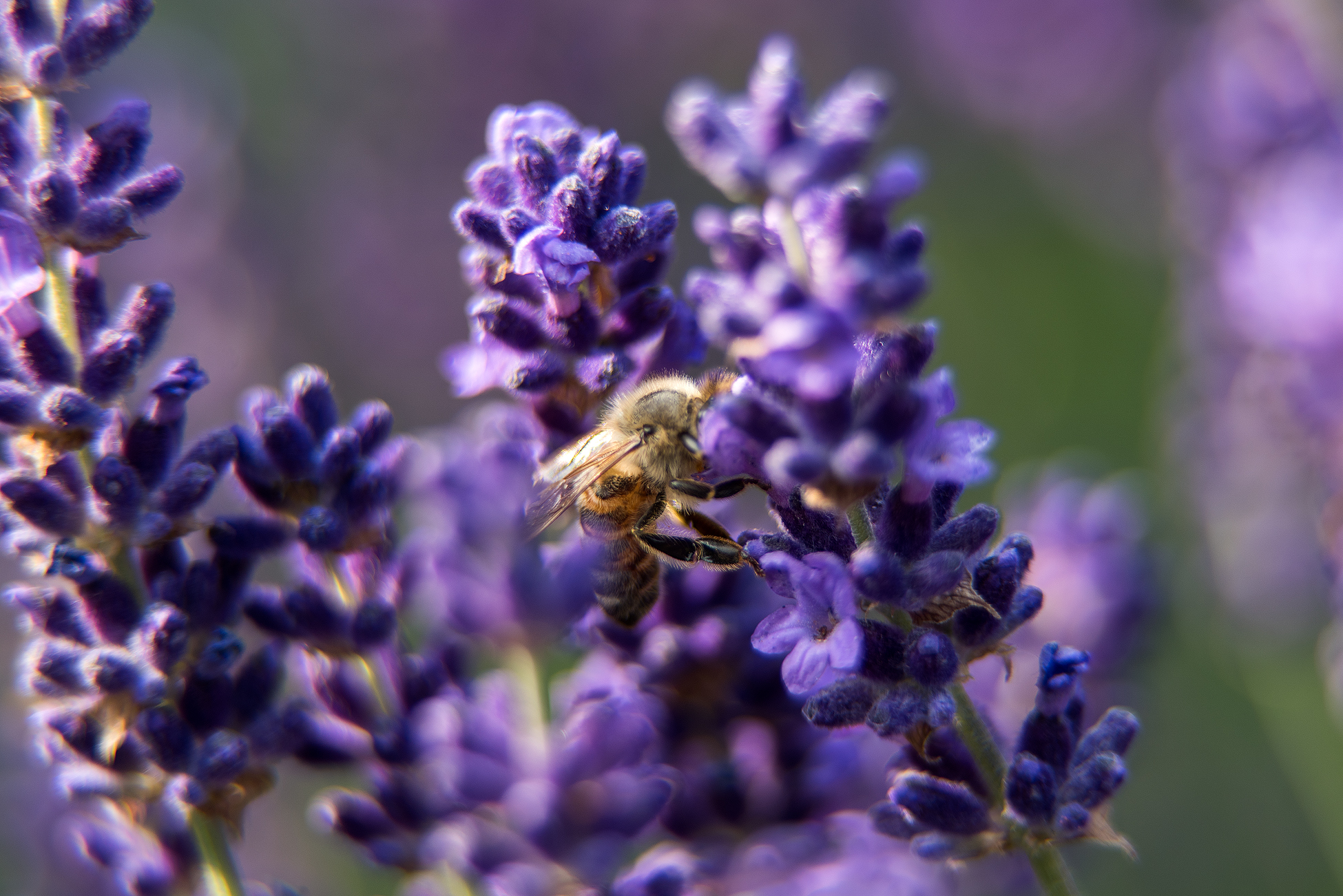 Lavendula angustifolia