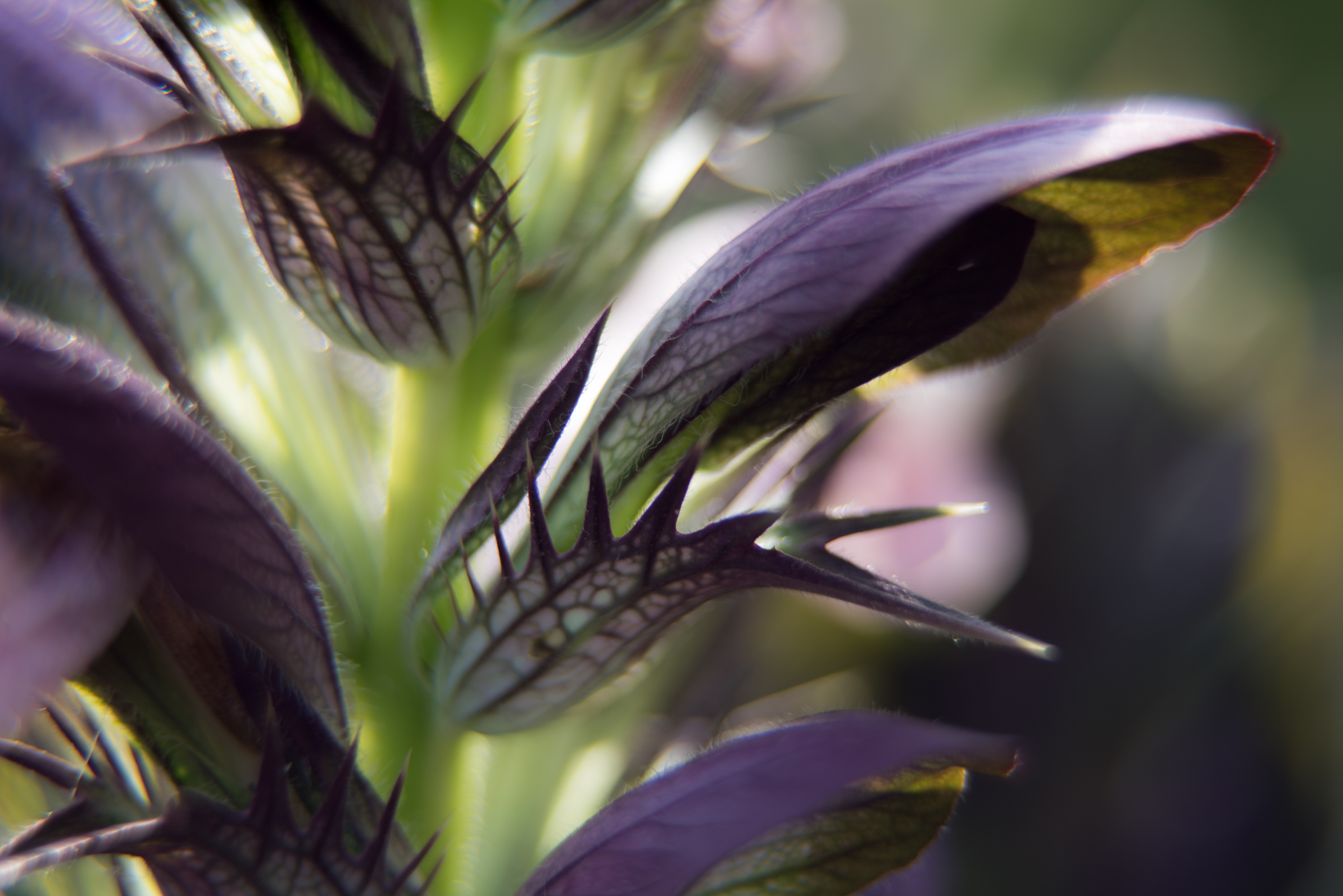 Acanthus spinosus