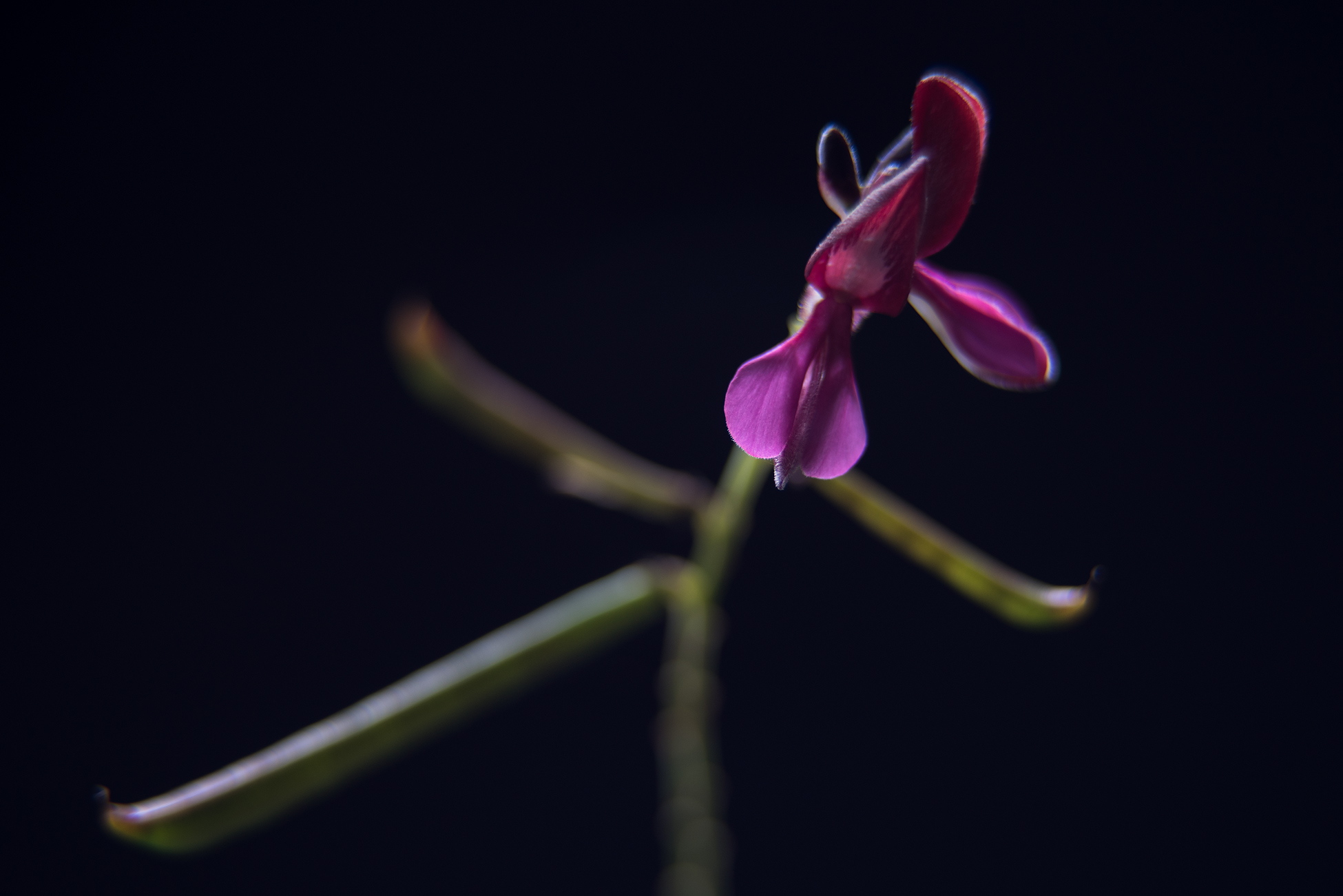 Indigofera hebepetala