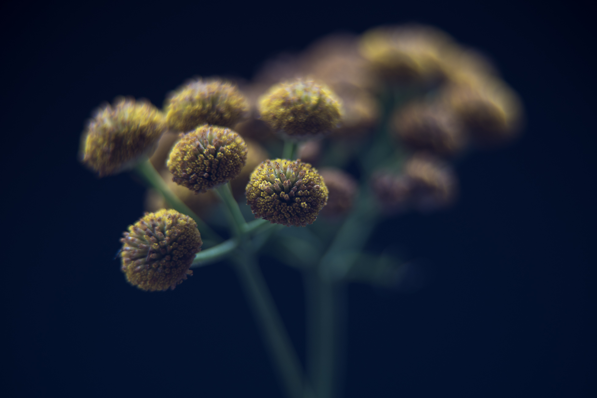 Tanacetum vulgare 'Crispum'