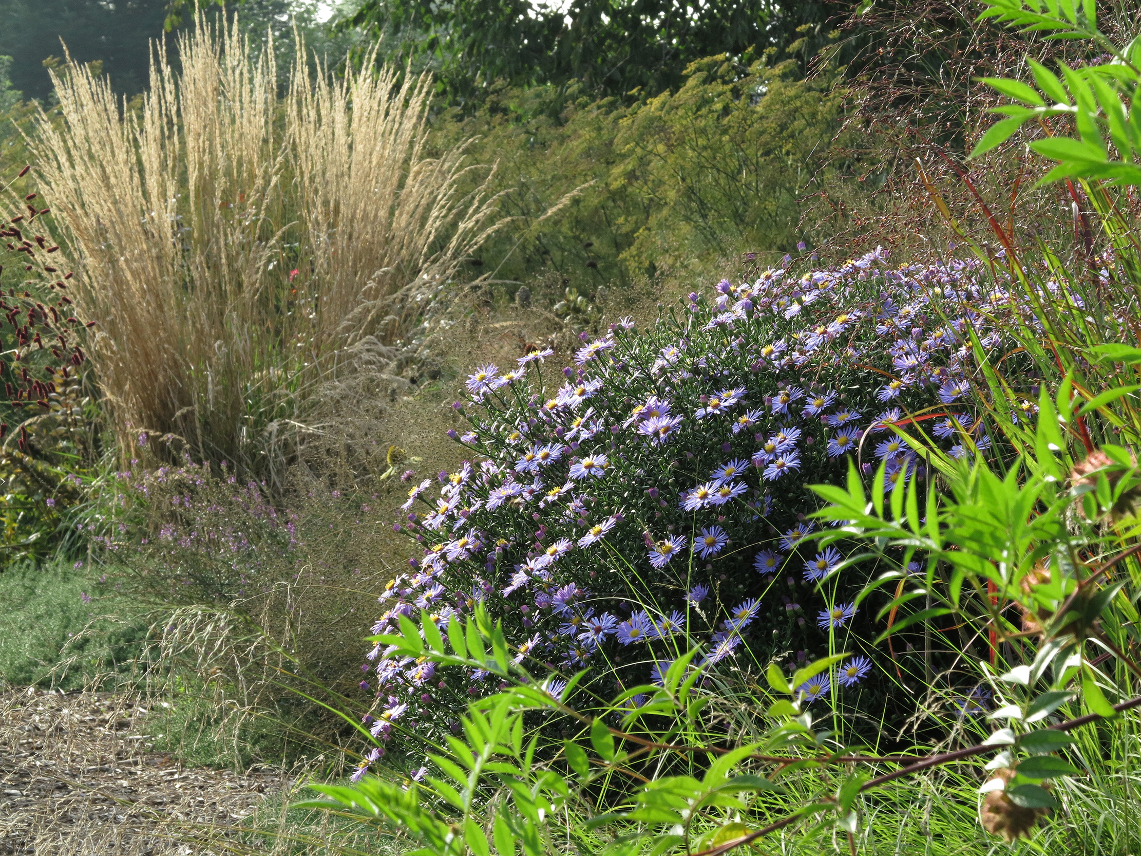 Aster Hybride 'Nelli'