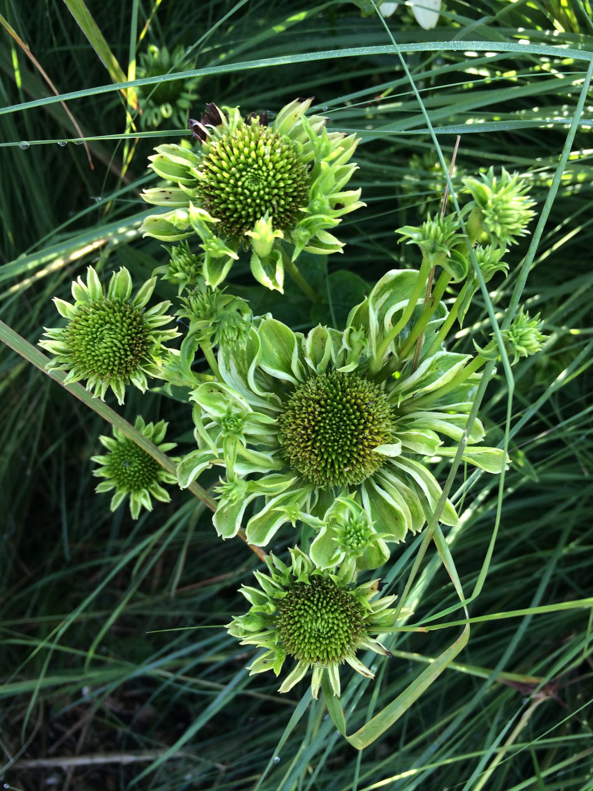 Hier ein Sämling von Echinacea purpurea