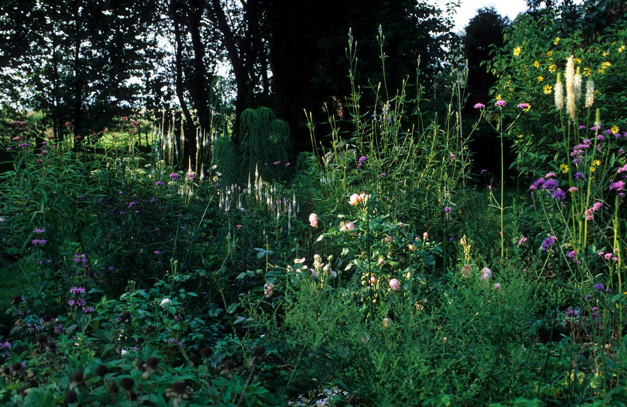 Veronicastrum-Pflanzung im ersten Jahr mit Helianthus salicifolius, Salvia uliginosa und Sanguisorba canadensis