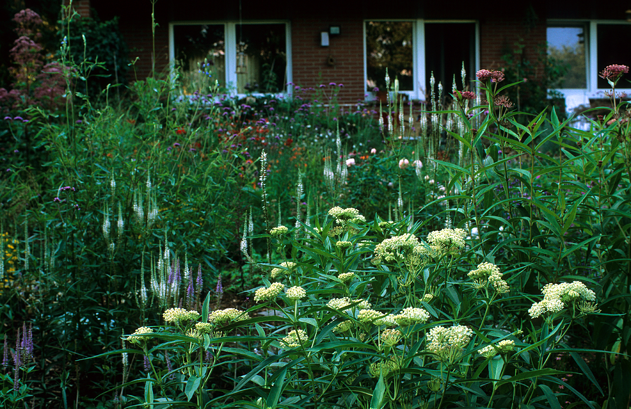 Asclepias incarnata ‚Ice Ballet‘ mit Sorten von Veronicastrum virginicum 